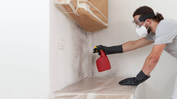 Basement Mold Remediation treatment on basement walls in Glencoe