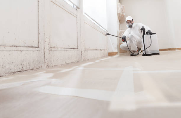 Black mold remediation team in Glencoe