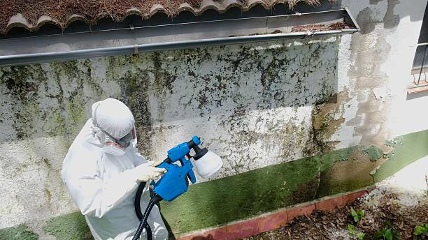 Mold Remediation service in Glencoe, Glencoe, MN